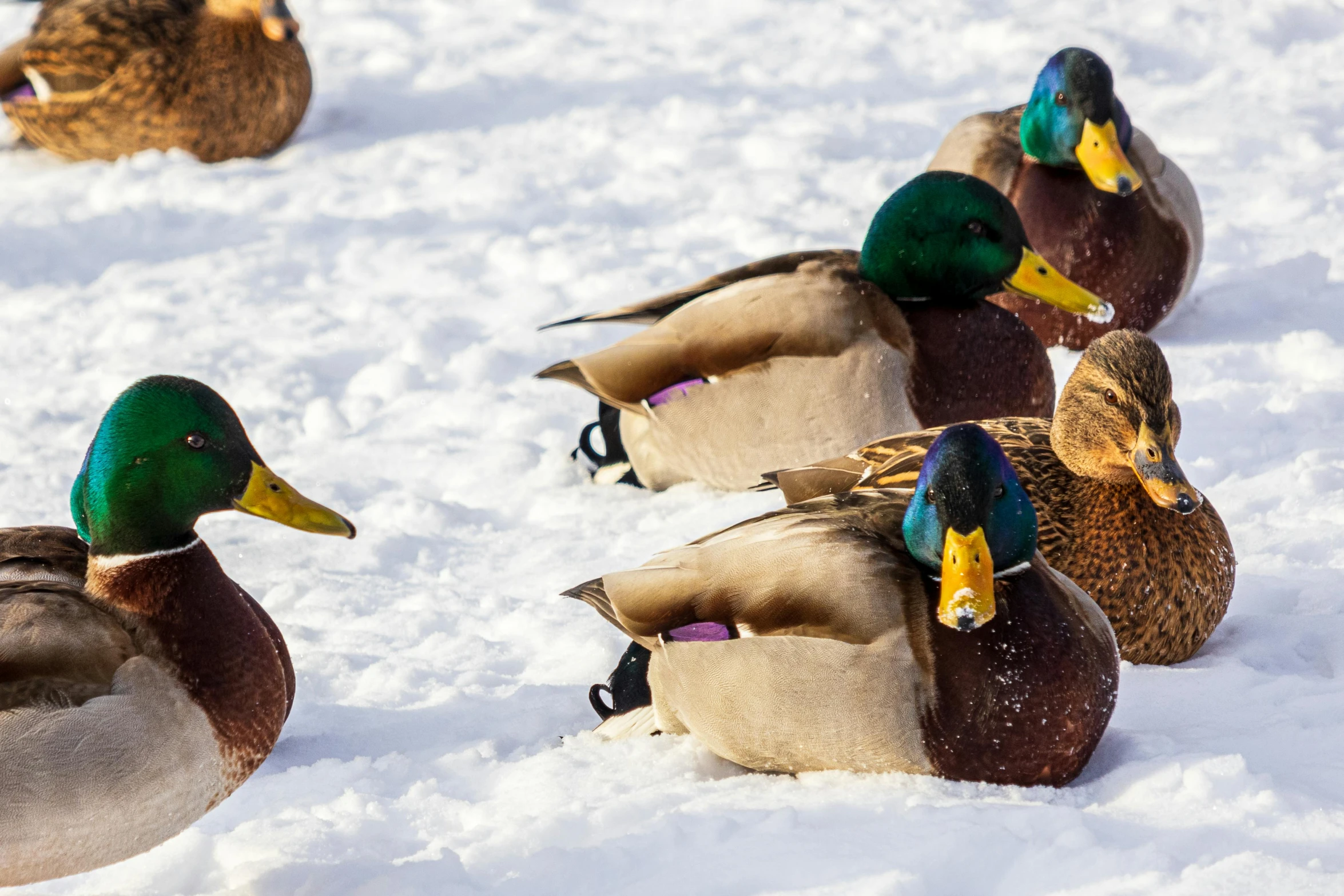 six ducks are huddled in the snow on the ground