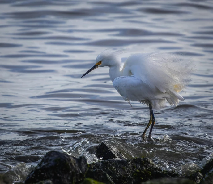 a egret with its beak spread stands on the edge of the water