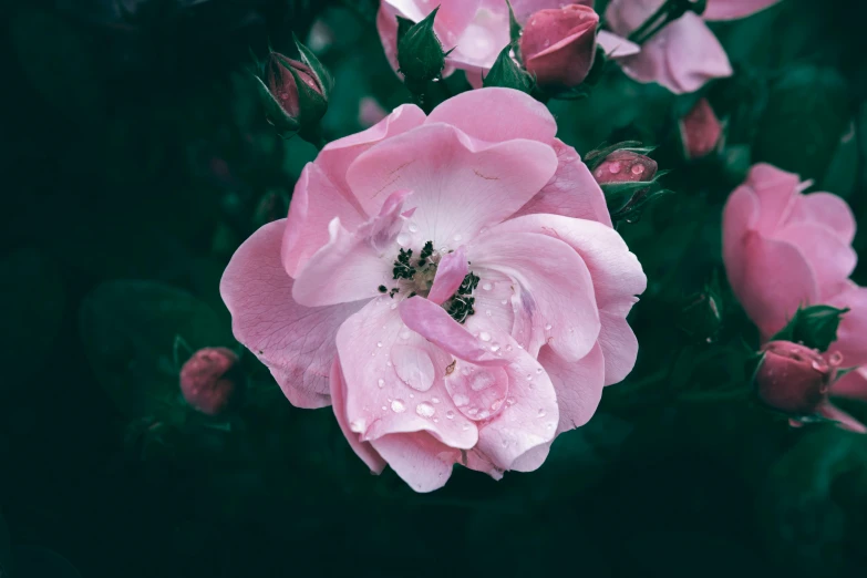 a pink rose with rain drops sitting on its petals