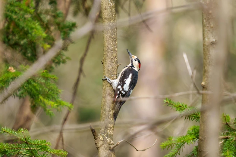 a small bird perched on top of a tree