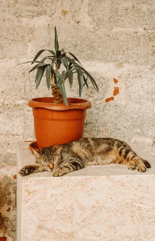 a cat sleeps on top of a block with a potted plant