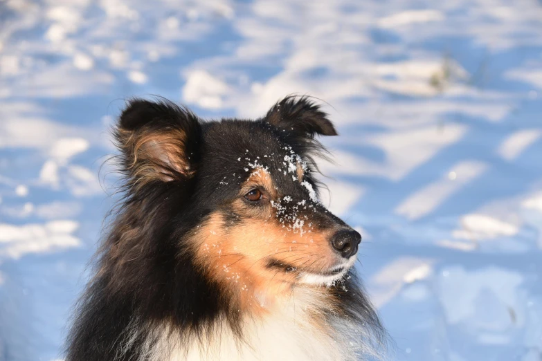 a dog standing in snow covered ground looking off into the distance