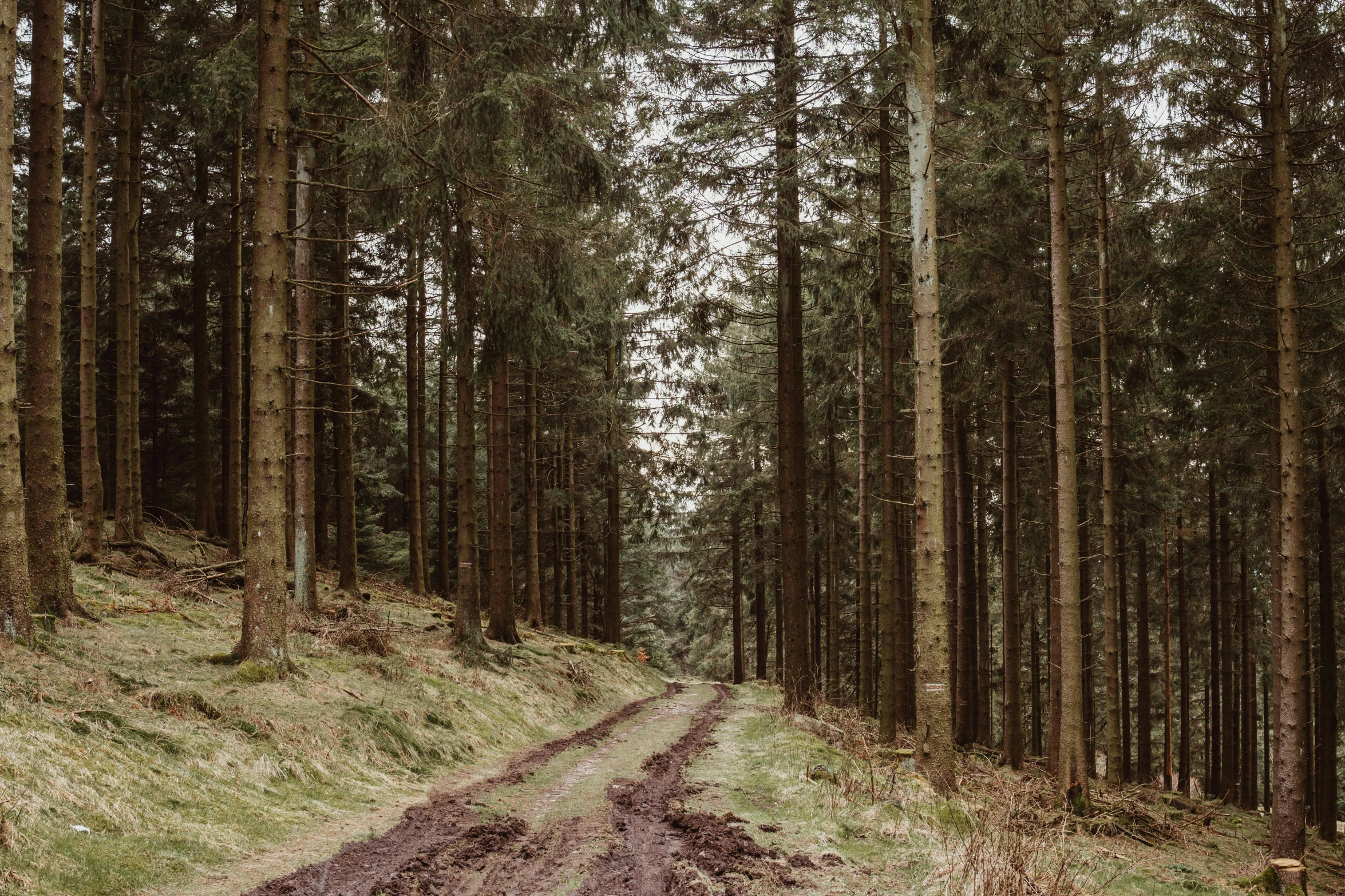 there is a dirt road between some trees