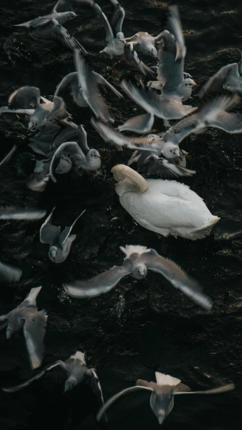 a large group of leaf laying on top of the water