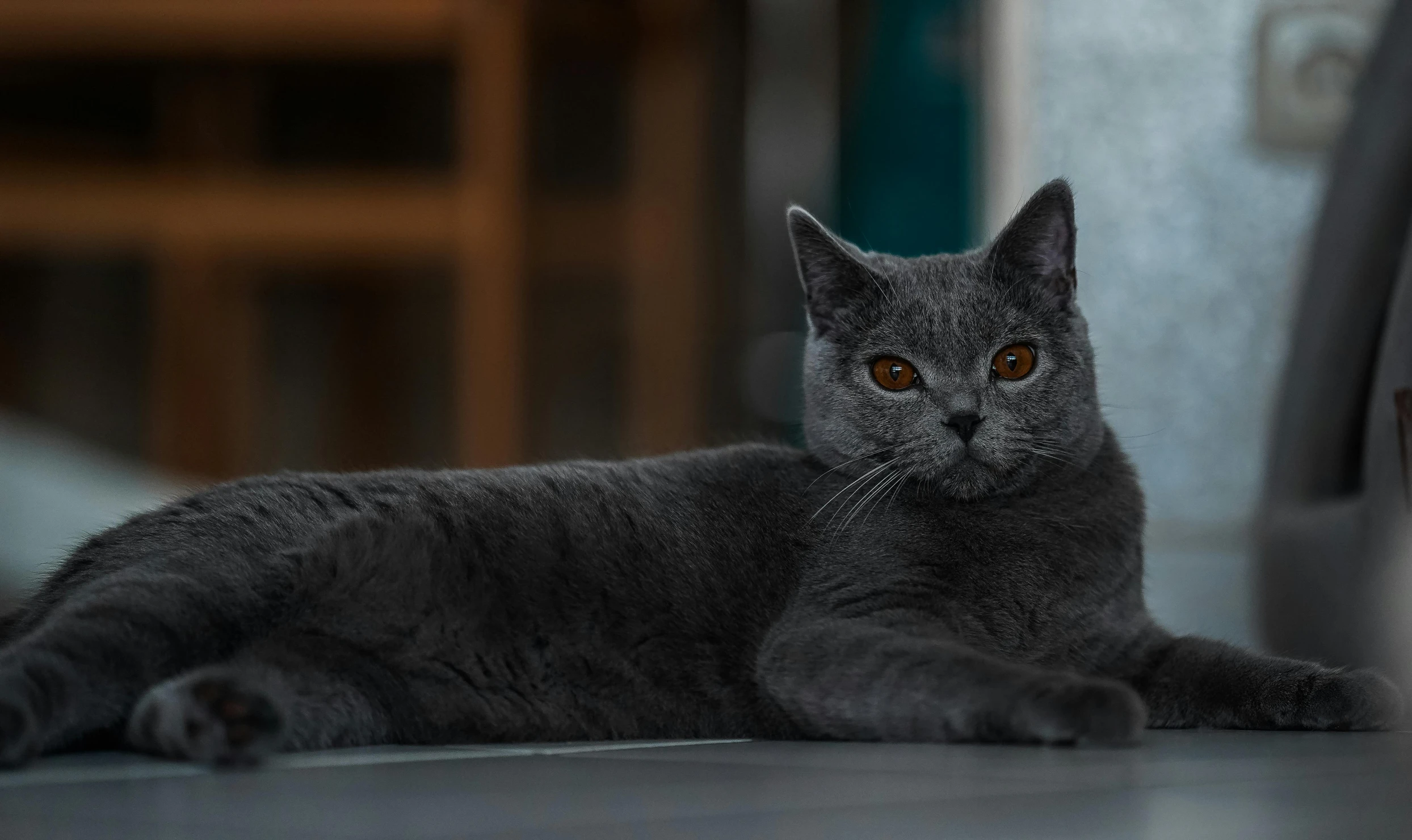 a gray cat laying on the ground next to a car