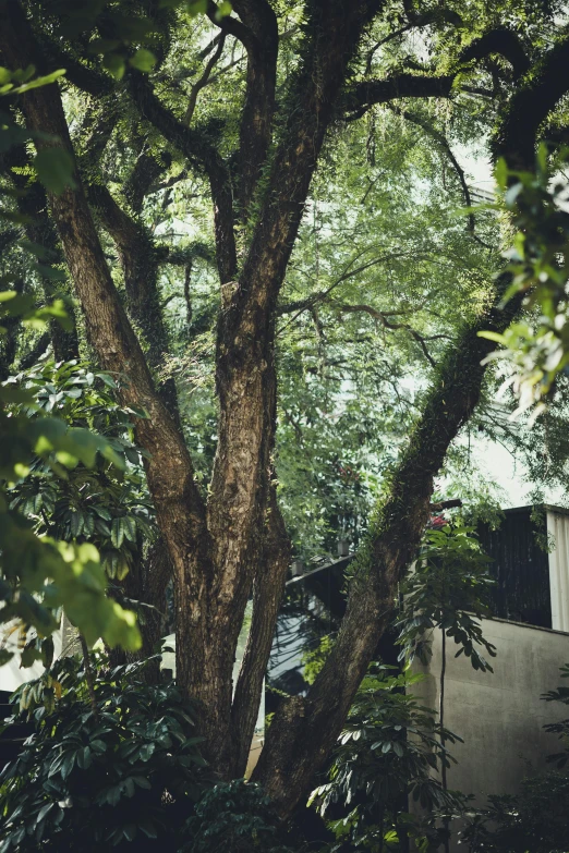 a tall tree sitting under the top of a leaf filled forest