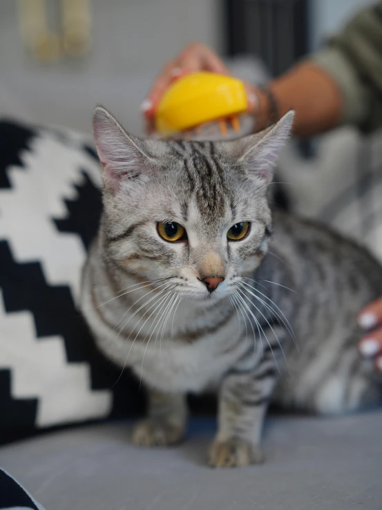 a cat sitting on a couch and someone feeding it