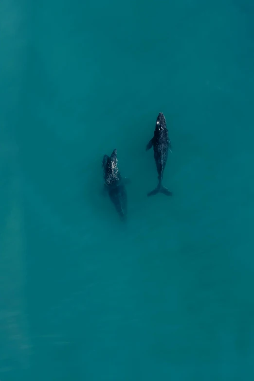 two people on water boards floating in the ocean