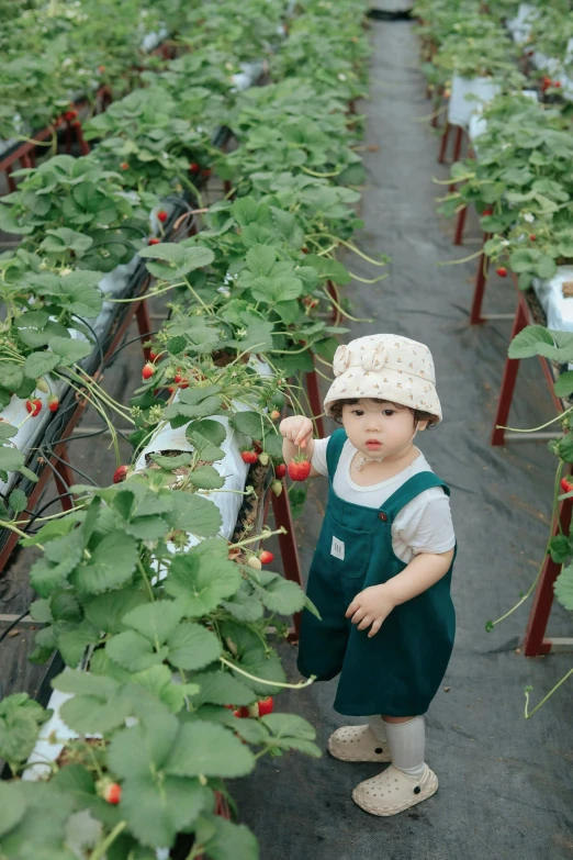 a  stands in an apple picking area