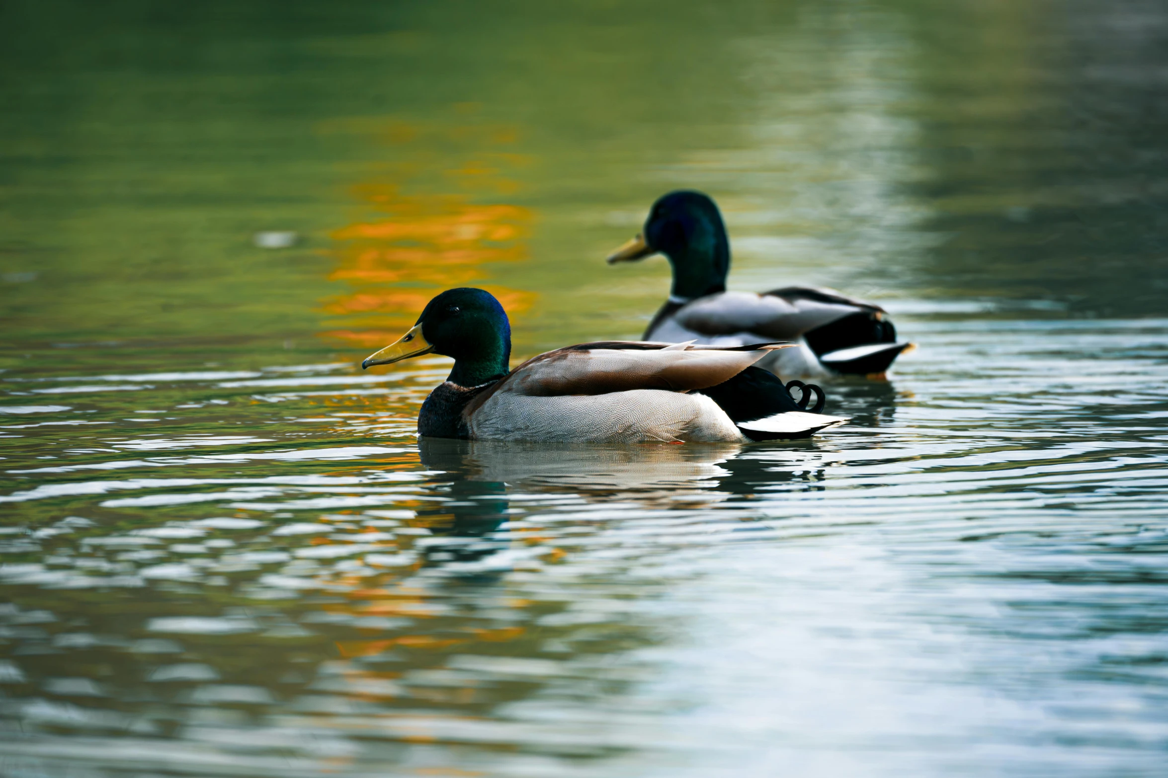 three ducks are floating in the water together