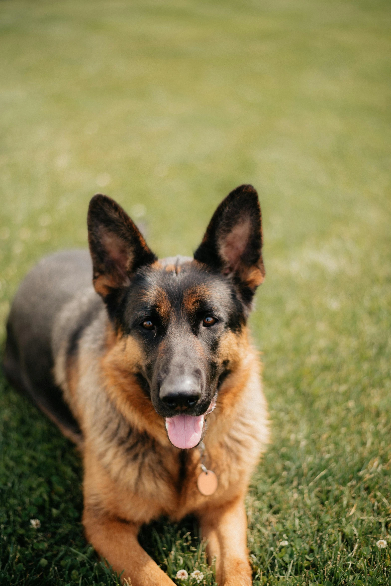 german shepard laying in the grass with his tongue hanging out