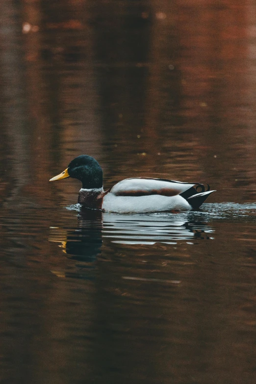 a bird swimming through a lake with brown water