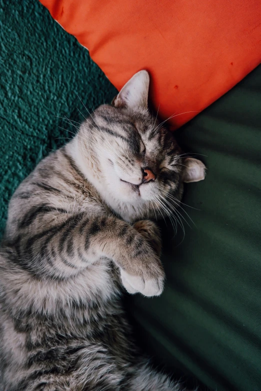 grey and white cat sleeping on the arm of someone else