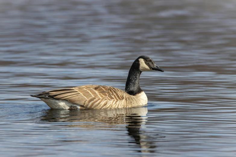 a large duck floating on top of a lake