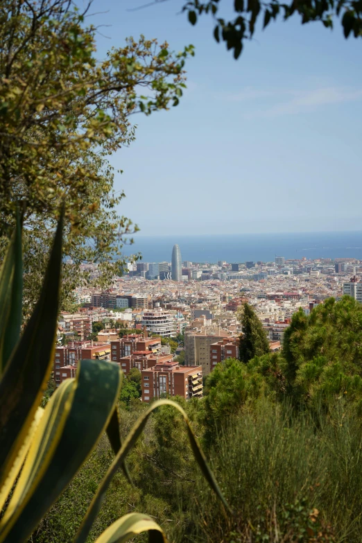 view from the hilltop of a city and its surrounding vegetation