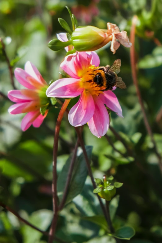 pink and yellow flower with insect on its middle