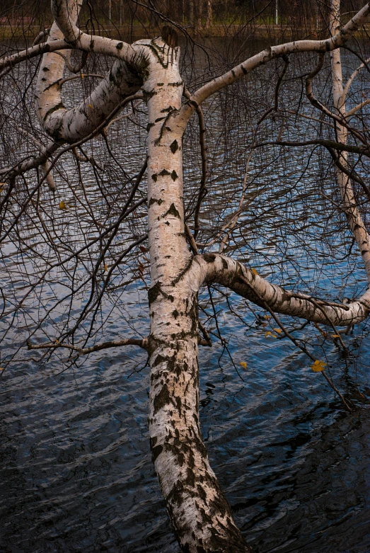 a tree in the middle of a pond