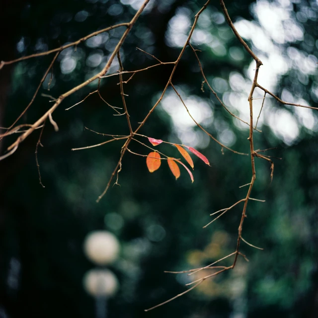 a nch with a orange flower in the forest