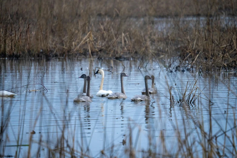 three birds are swimming on the surface of the water