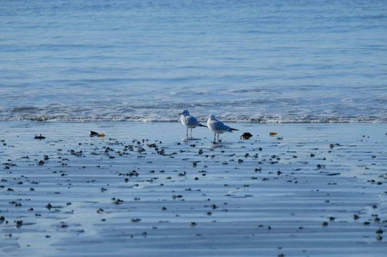 two birds on the ocean shore next to water