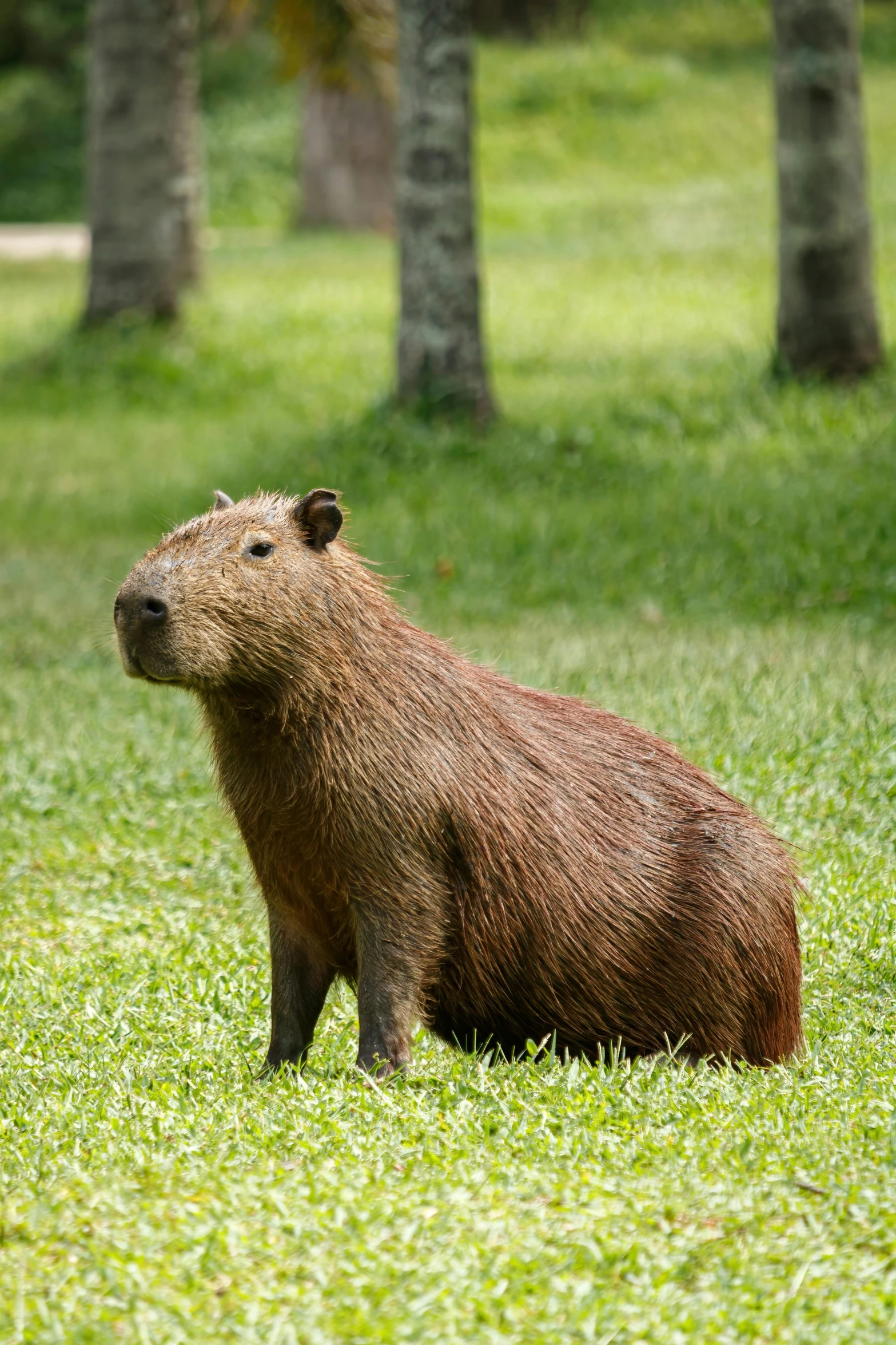 a close up of a brown capybara sitting in the grass