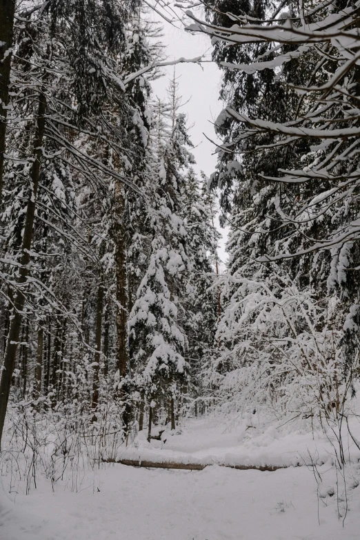 a path through a snow covered forest next to a snowy road