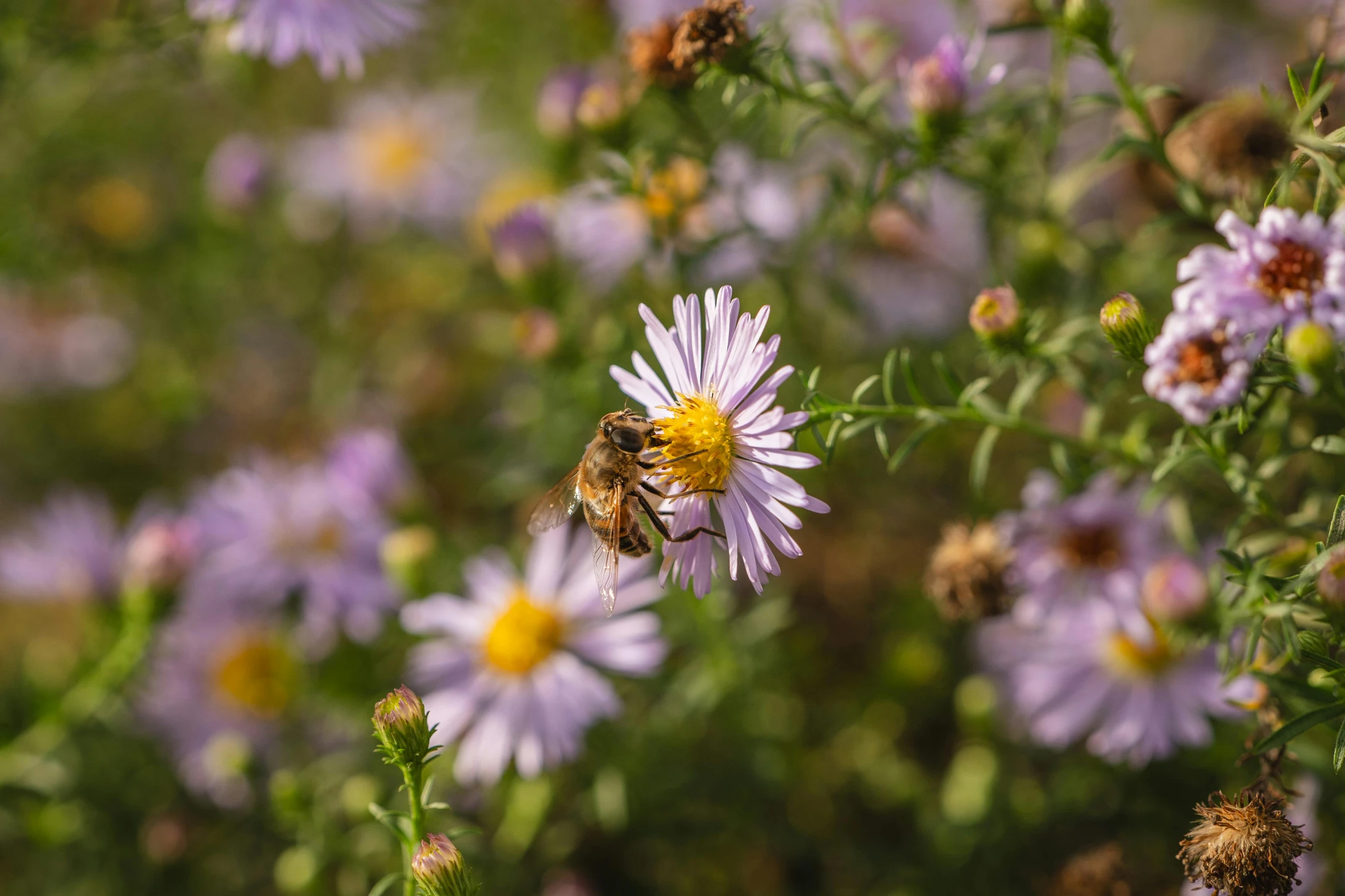 a bum sits on a flower in front of purple and yellow daisies