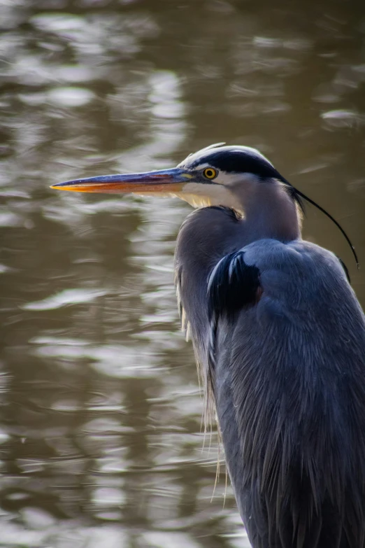 a bird that is standing in the water