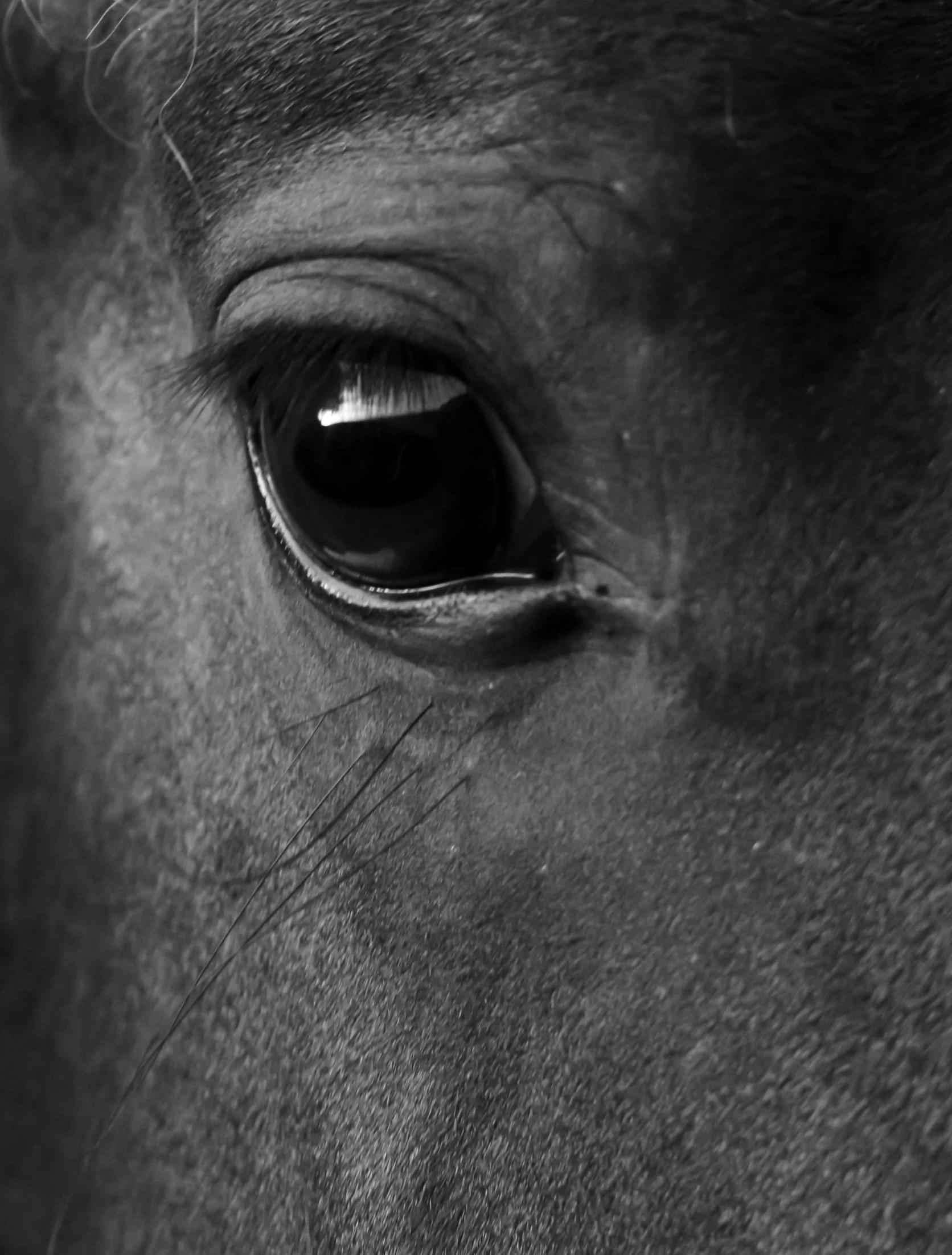 a close up po of a horse's eye