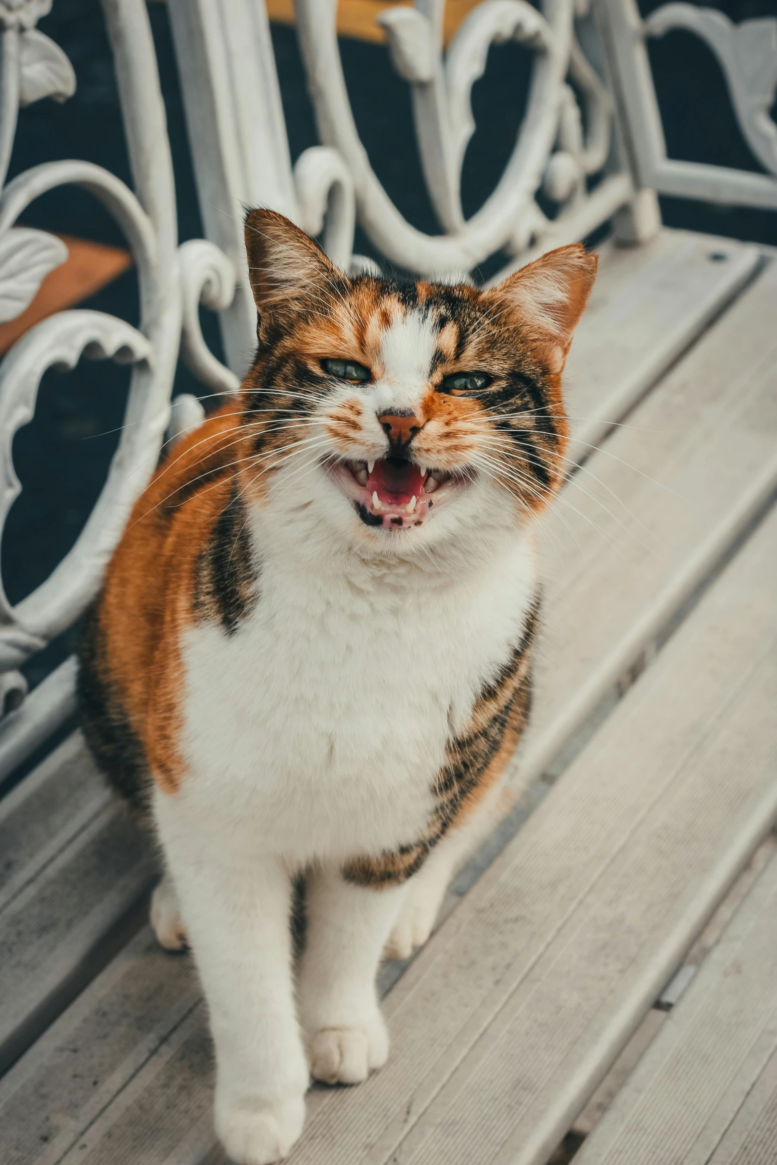 a brown and white cat standing on a porch