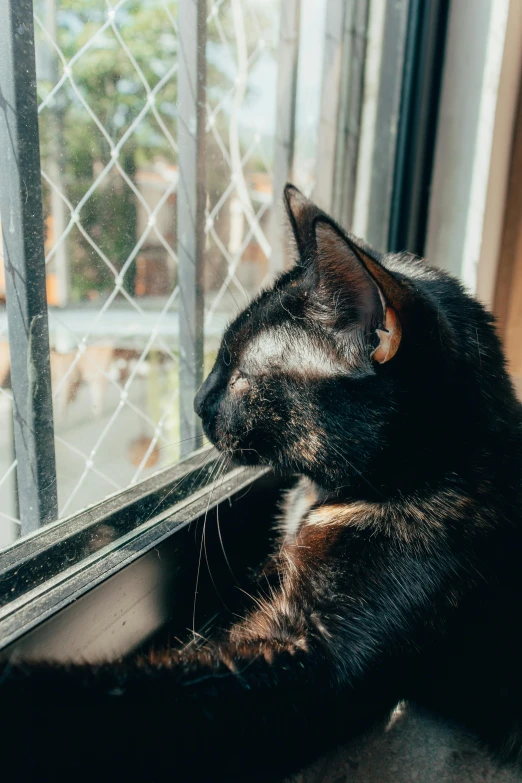 black and brown cat lying down looking out the window