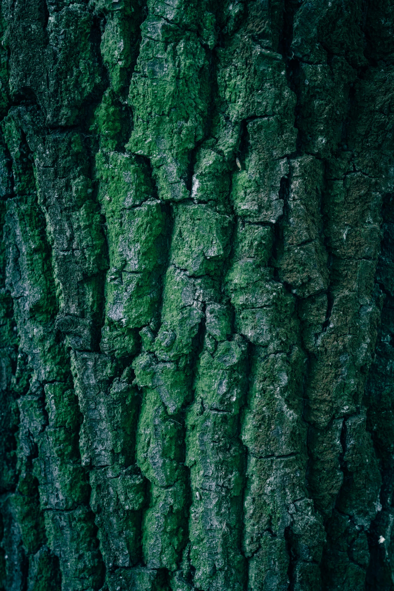 a tree with a lot of green moss growing on it