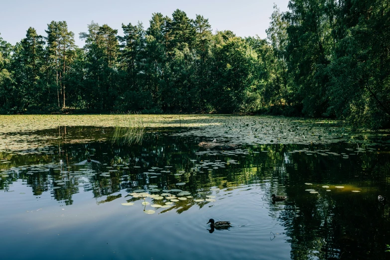 the reflection of trees on water near a park