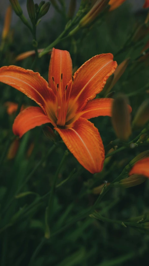 orange flowers bloom in the grass by some bushes