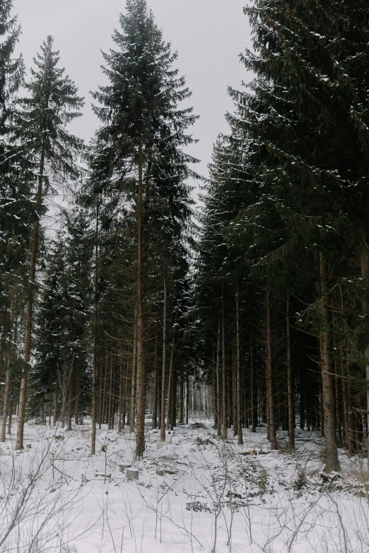 several pine trees in the middle of snow - covered ground