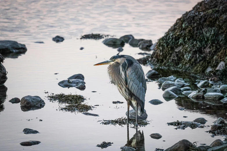 a lone bird is standing on a rock shore near the water