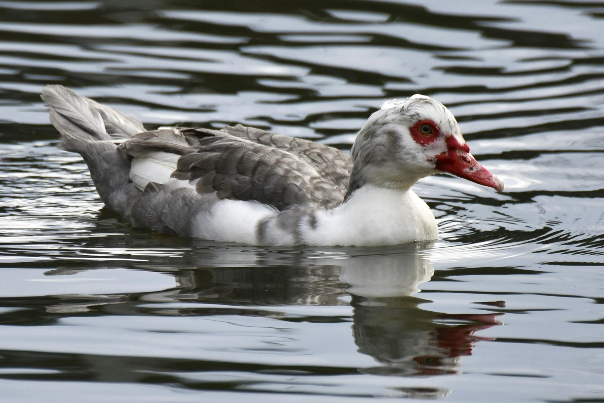 there is a duck that is floating on the water