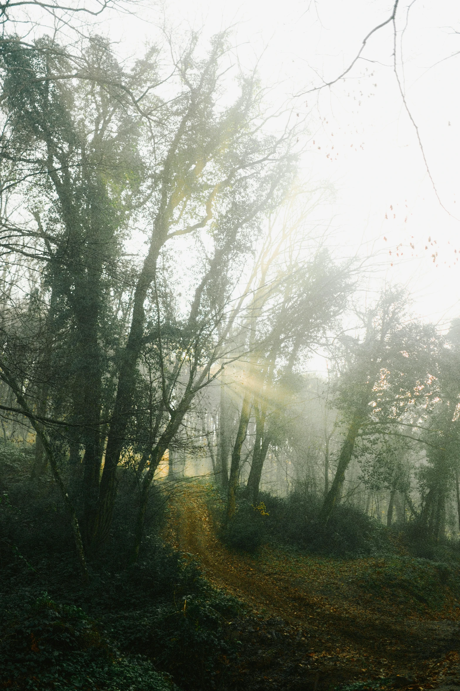 a foggy forest scene with no leaves on it