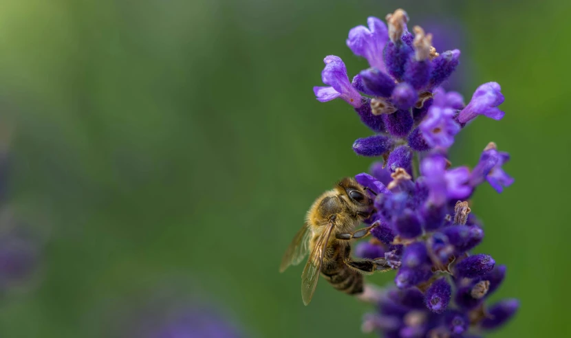 a honeybee is collecting nectar from a purple flower