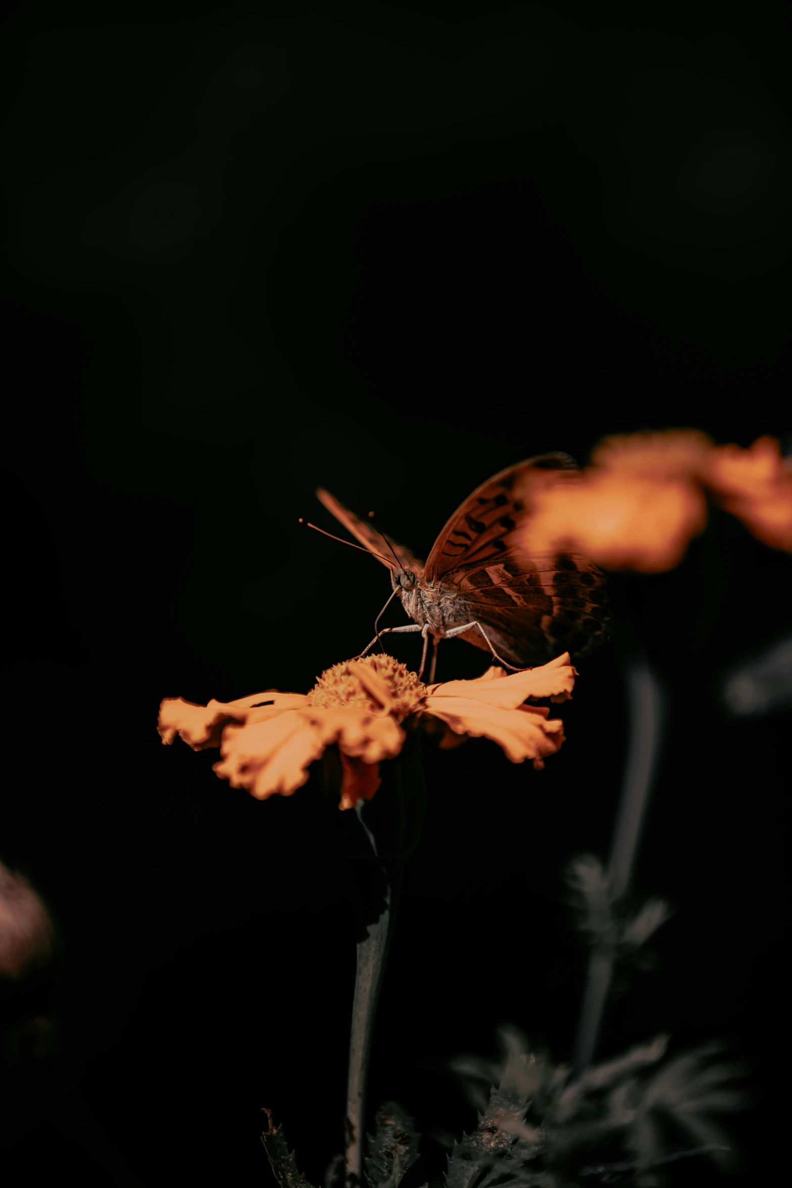 a erfly sitting on a flower in the dark