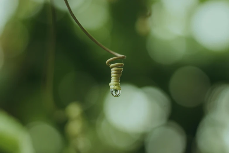 a closeup image of a water drop hanging from a green vine