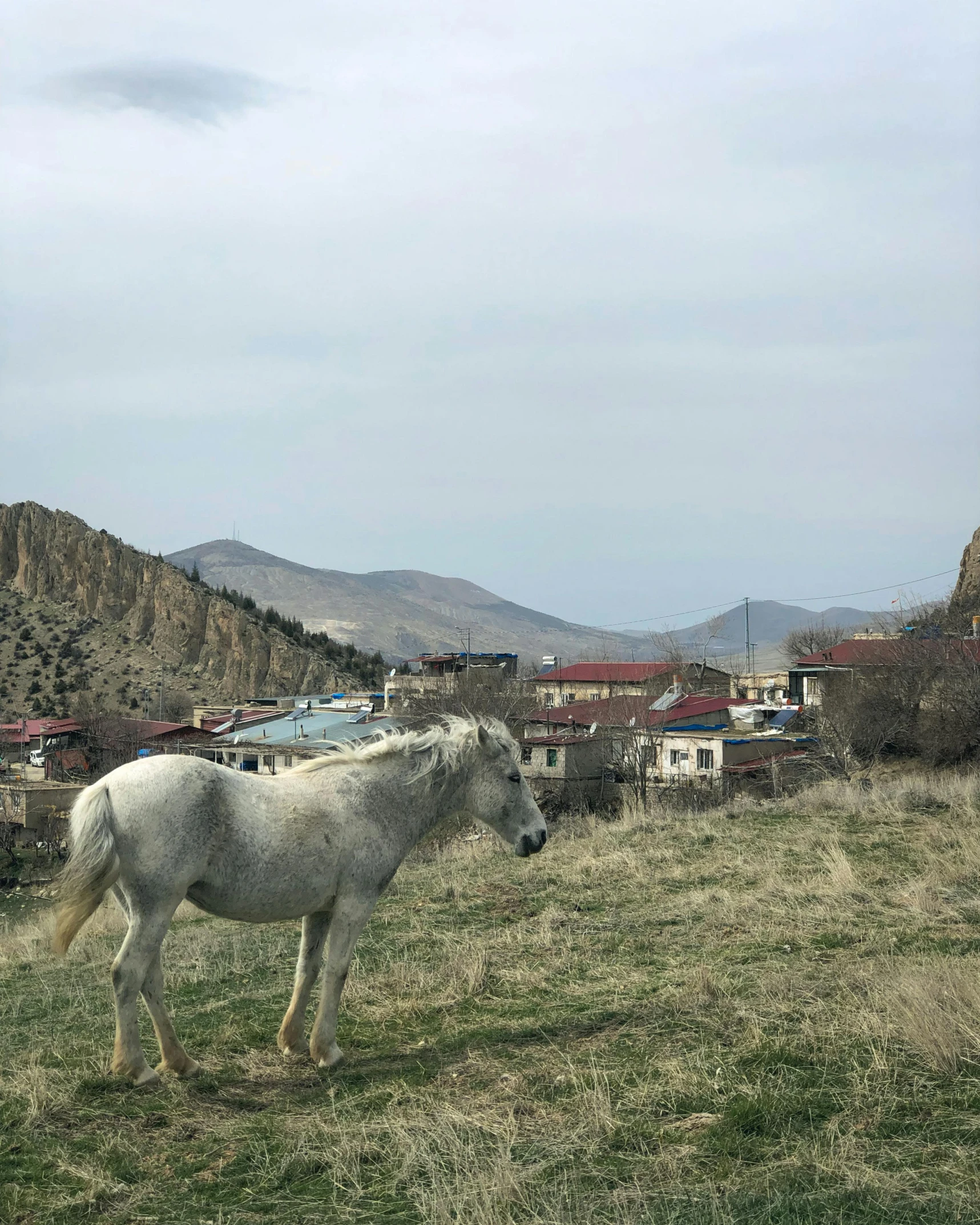 a horse is in a field with buildings in the background