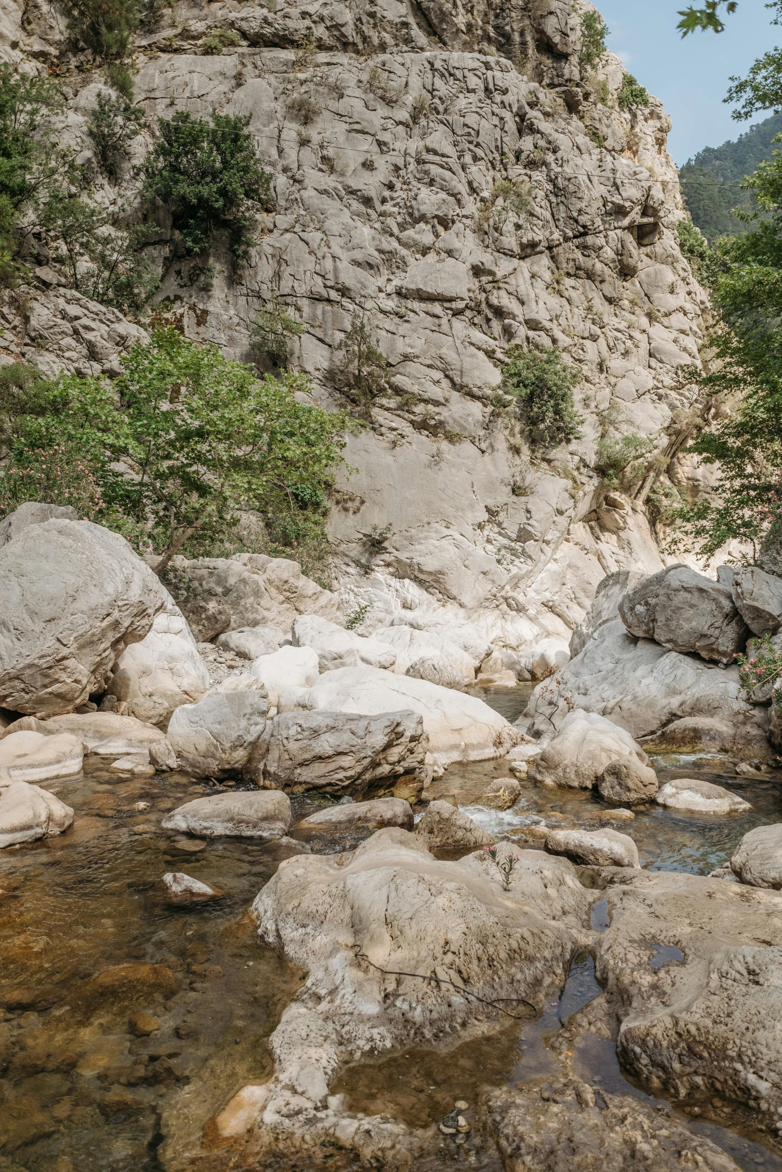 a stream runs along the mountain side by trees