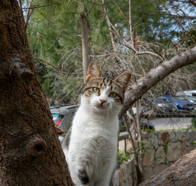 a cat is sitting on the limb of a tree