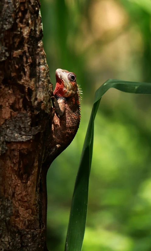 a lizard that is on a tree in the sunlight