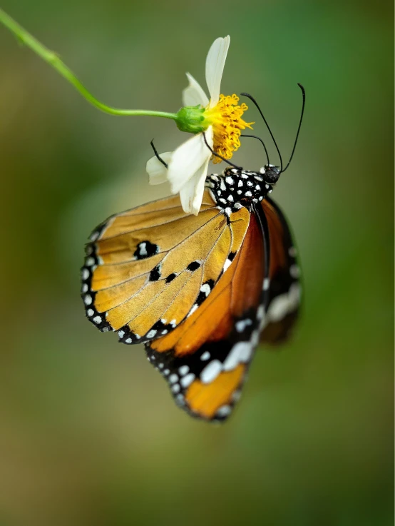 the two erflies have very long wings