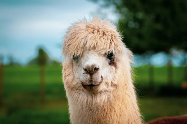 a alpaca looks at the camera in the green pasture