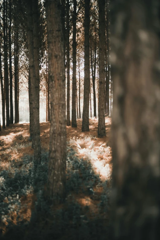 a sunlit forest with the woods and trees casting shadows