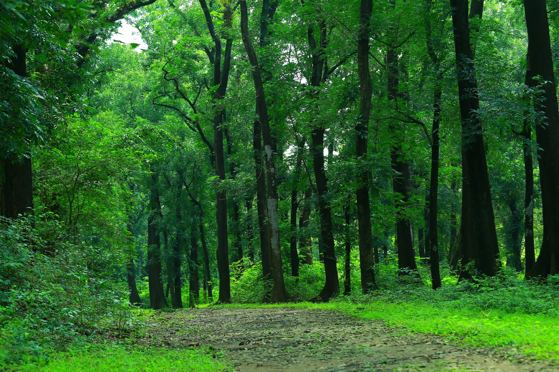 an empty dirt road through a dense forest