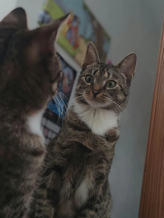 a cat sitting in front of a mirror looking at it's reflection